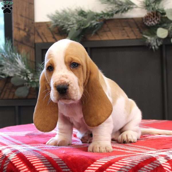 Skye, Basset Hound Puppy